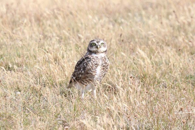 Burrowing Owl (Southern) - ML508999131