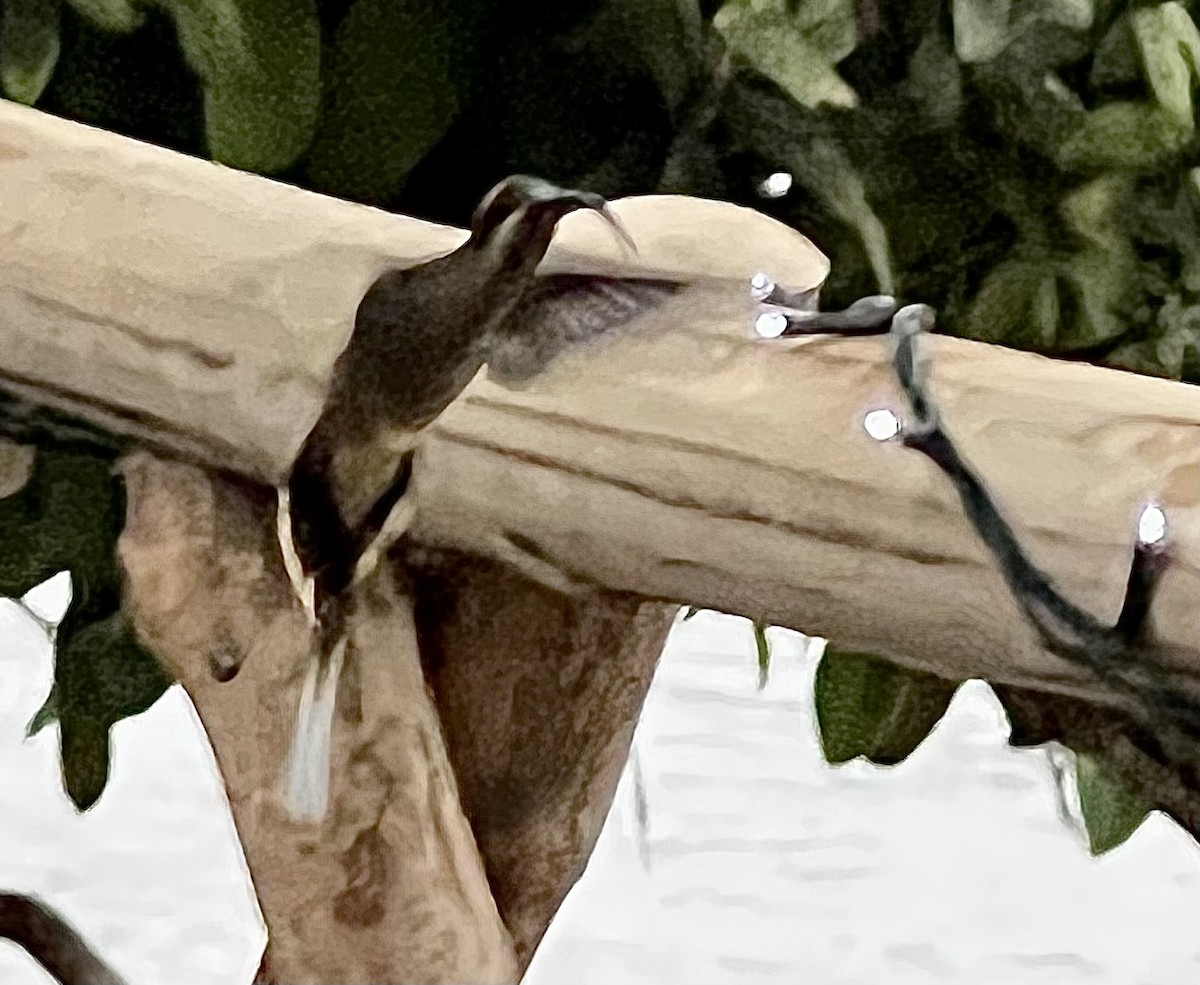 Long-billed Hermit (Central American) - ML508999461