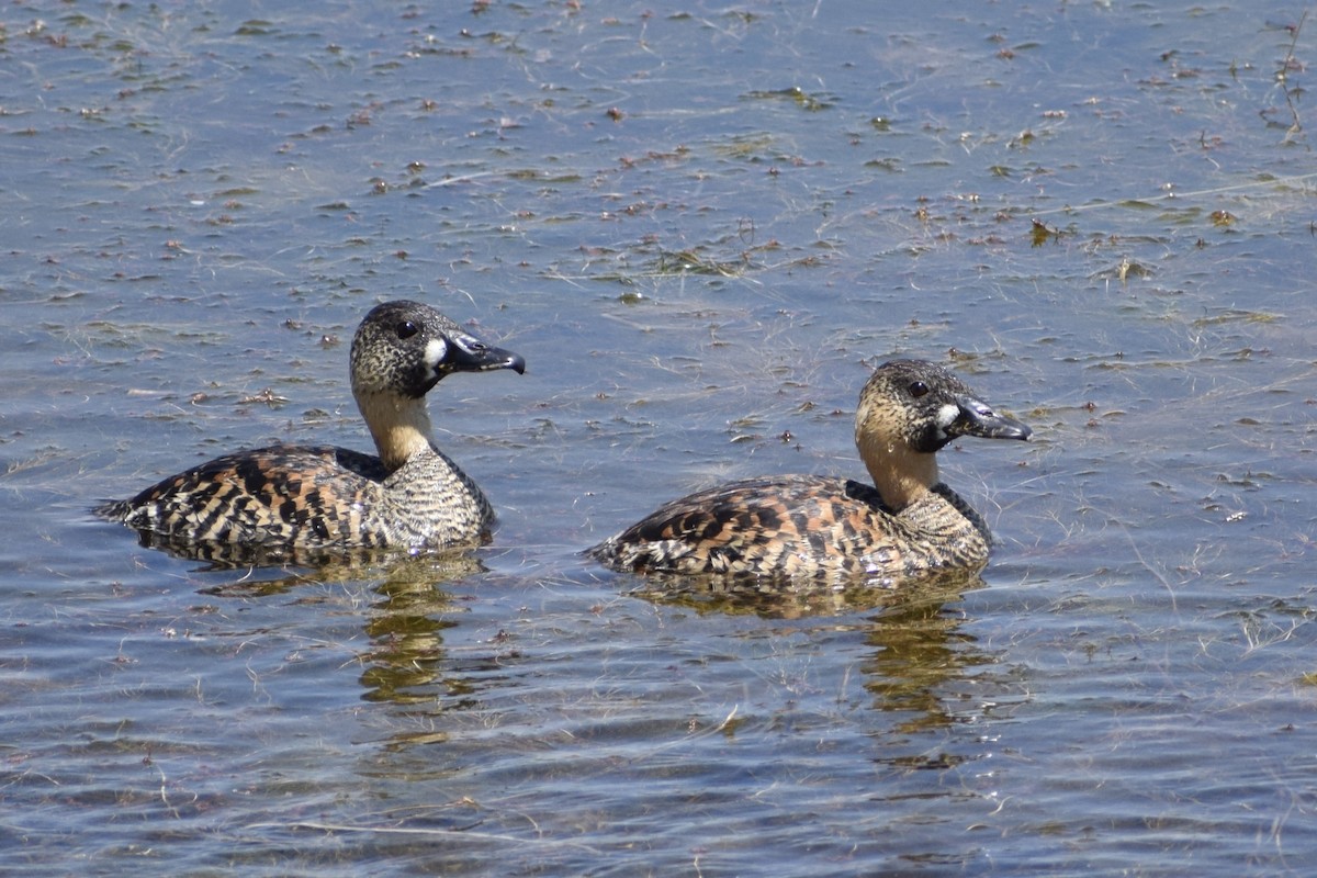 White-backed Duck - ML509000571