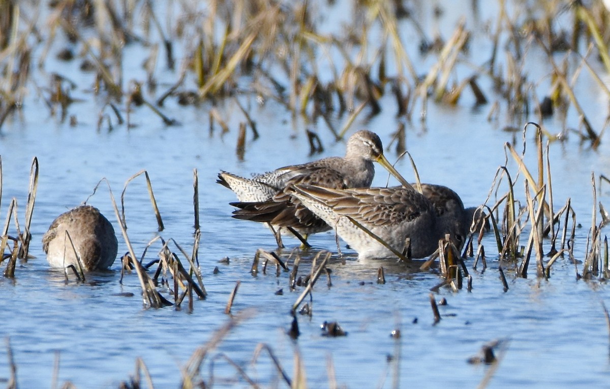 Long-billed Dowitcher - ML509001241