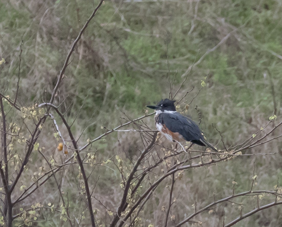 Belted Kingfisher - ML50900271