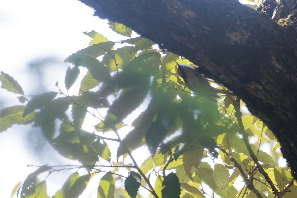 Bar-tailed Treecreeper - ML509002761