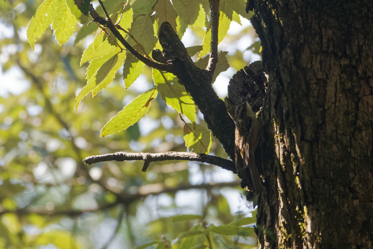 Bar-tailed Treecreeper - ML509002771