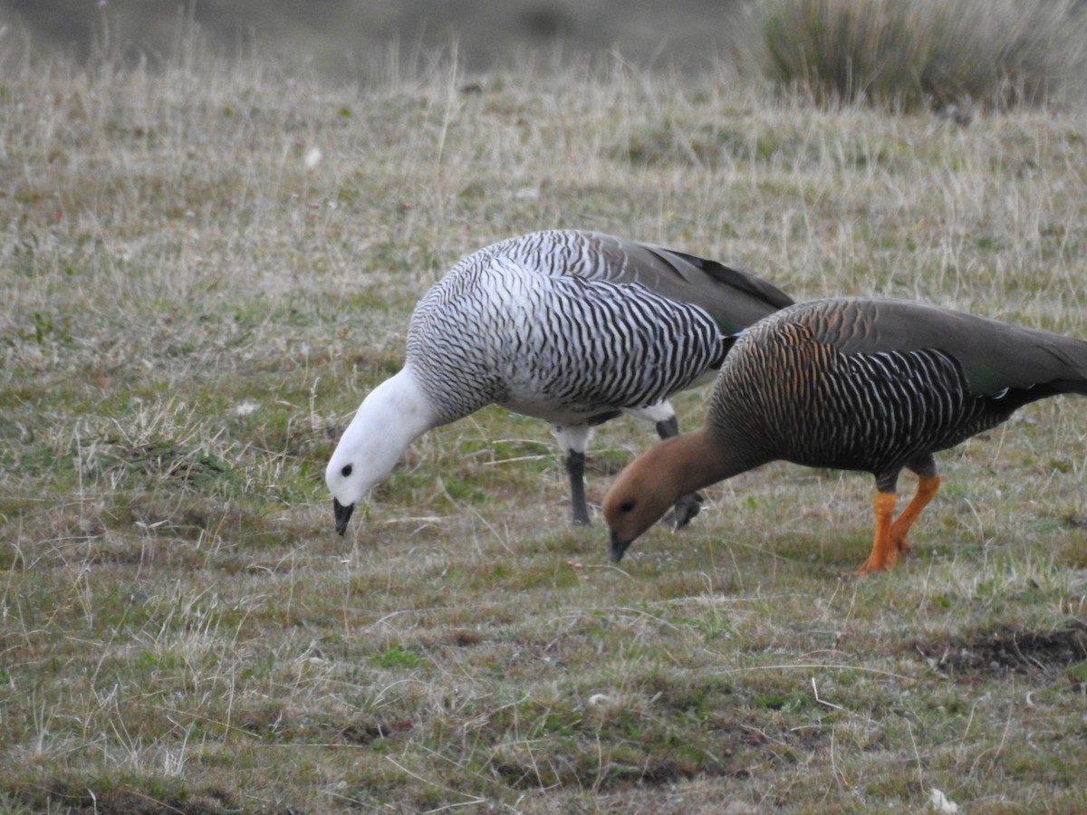 Upland Goose - ML509003341