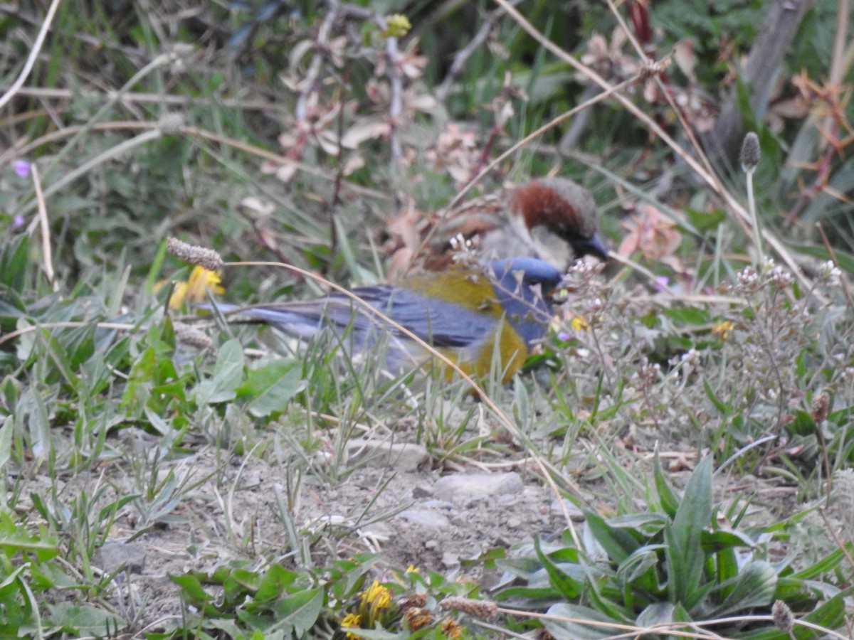 Gray-hooded Sierra Finch - ML509003591