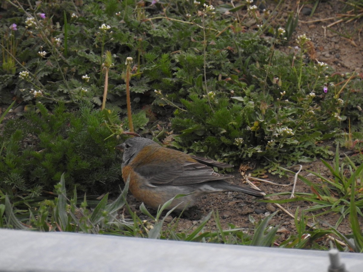 Gray-hooded Sierra Finch - ML509003601