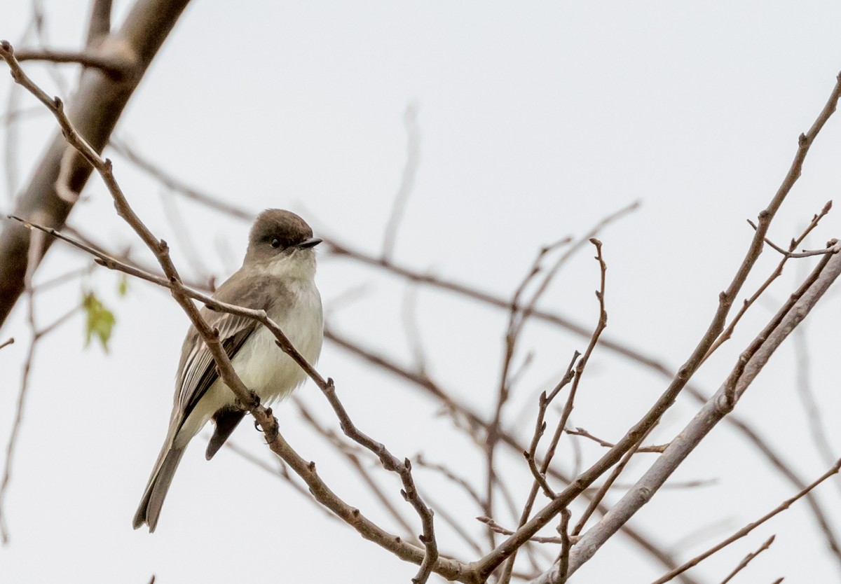 Eastern Phoebe - ML50900381