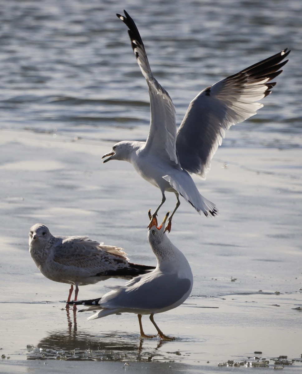 Ring-billed Gull - ML509004021