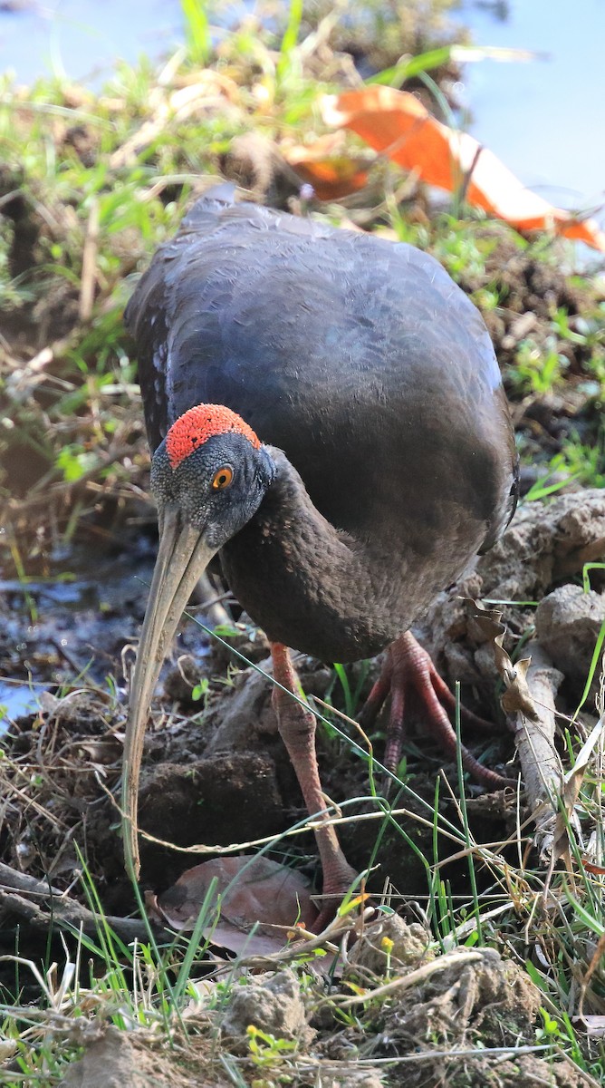 Red-naped Ibis - ML50900431