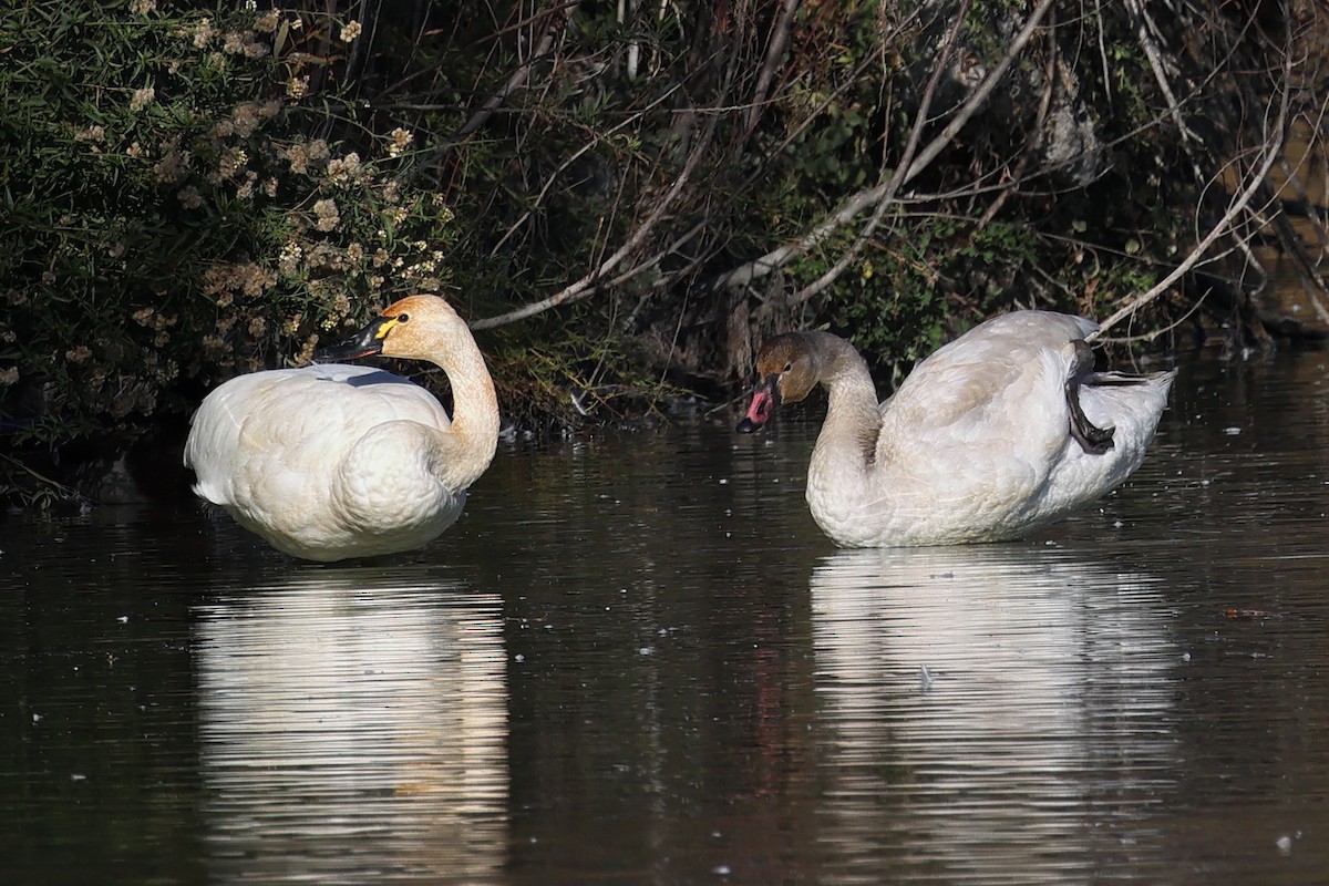 Tundra Swan - J Tanner