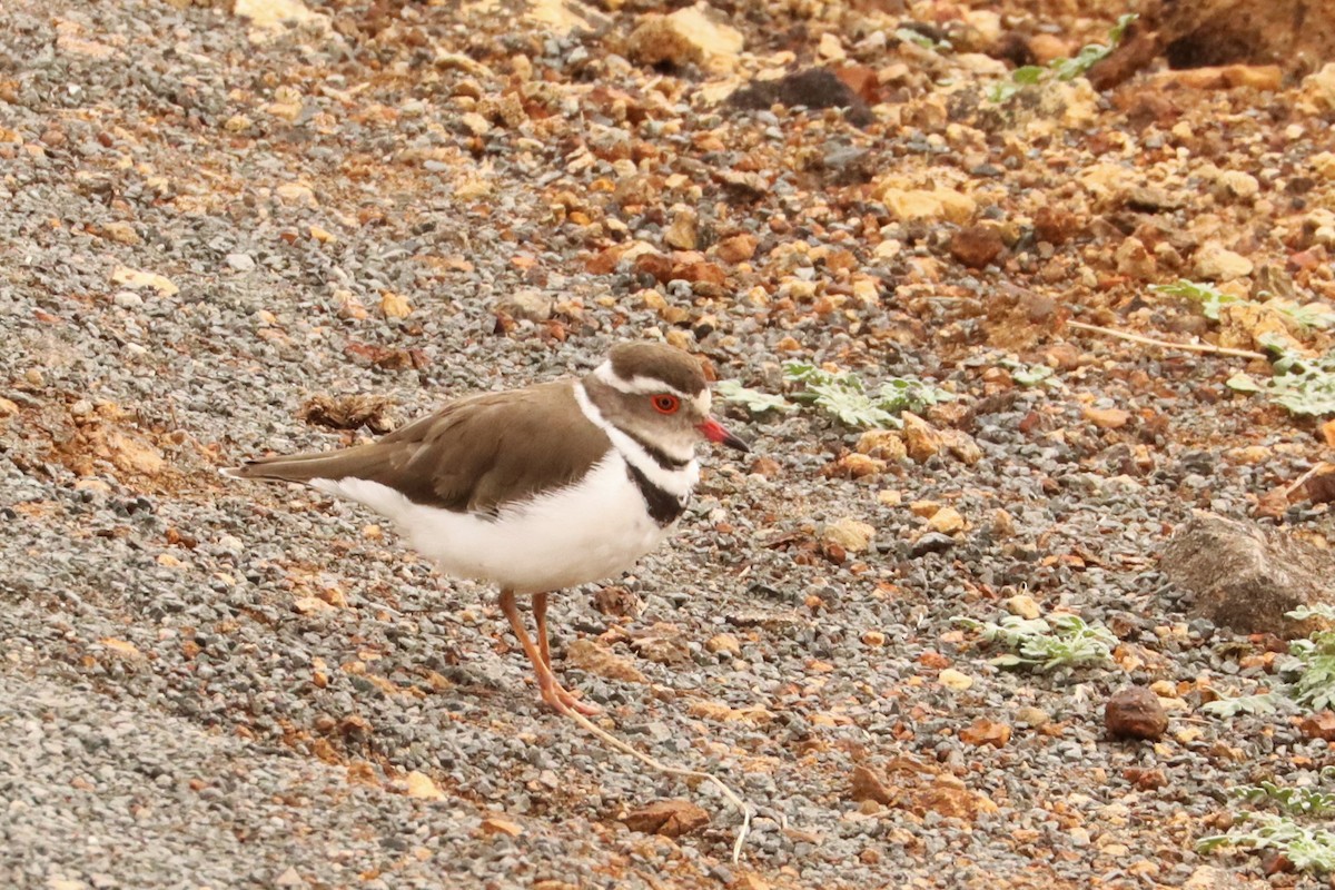 Three-banded Plover - Jason Estep