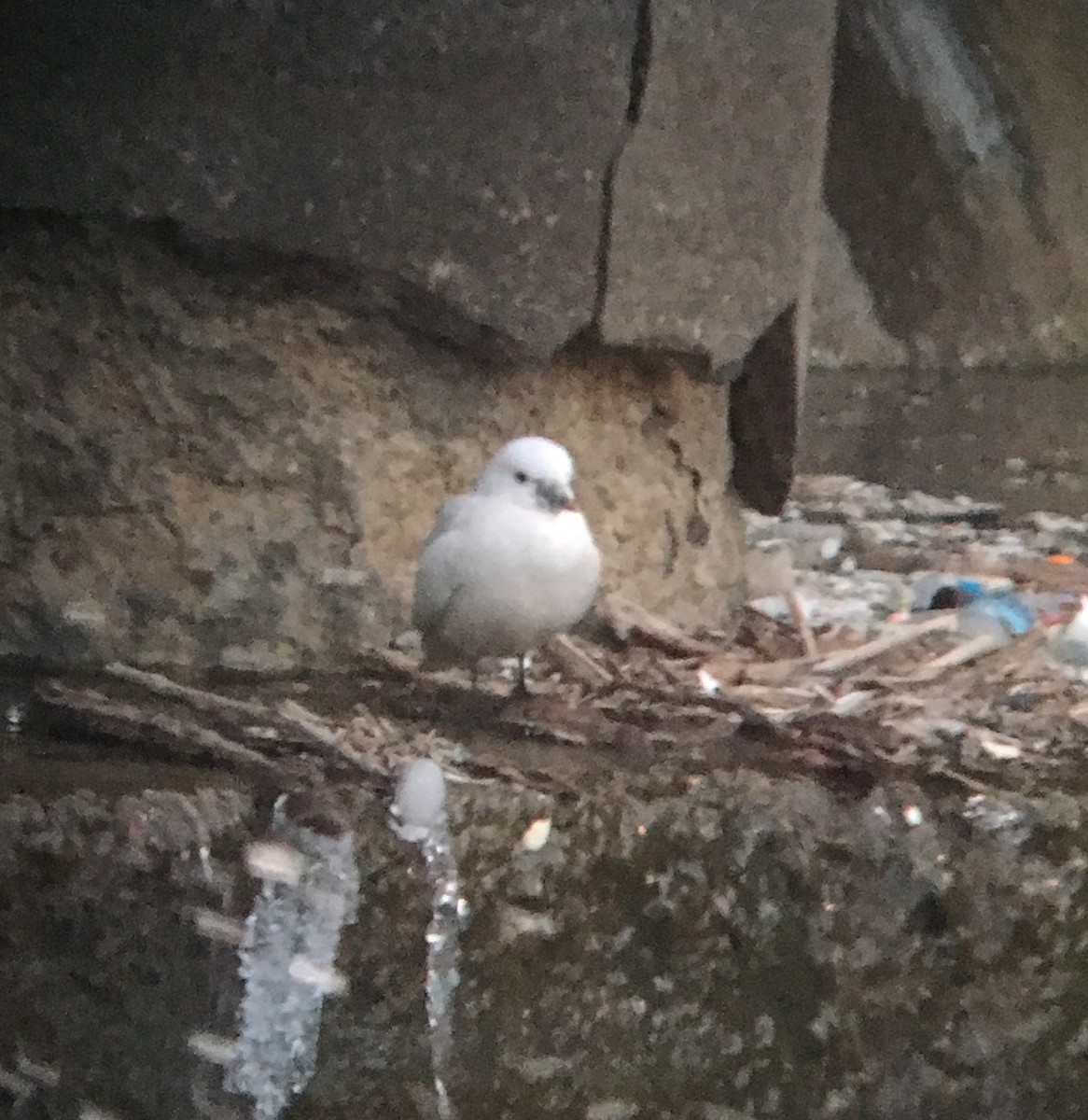 Ivory Gull - ML50900511