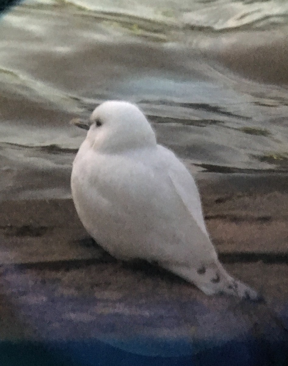 Ivory Gull - ML50900521