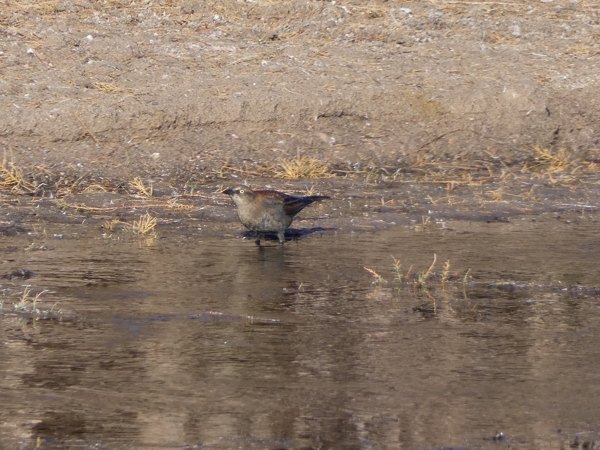 Rusty Blackbird - ML509006401