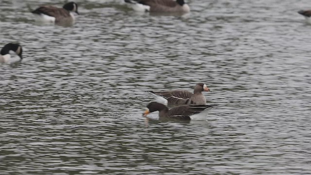 Greater White-fronted Goose - ML509006941