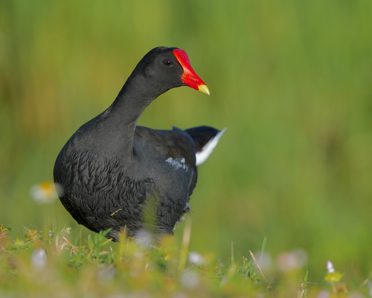 Common Gallinule - ML509007161