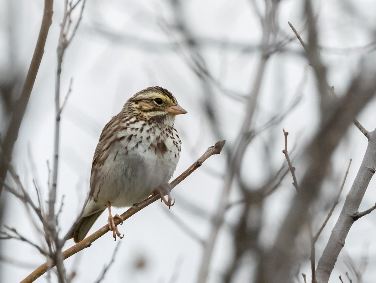 Savannah Sparrow - ML50900721