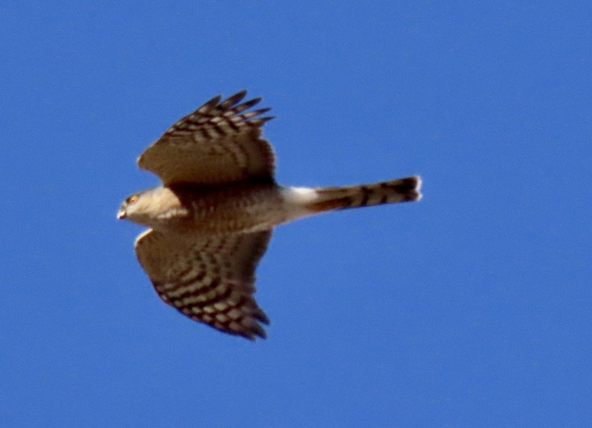 Sharp-shinned Hawk - ML509007681