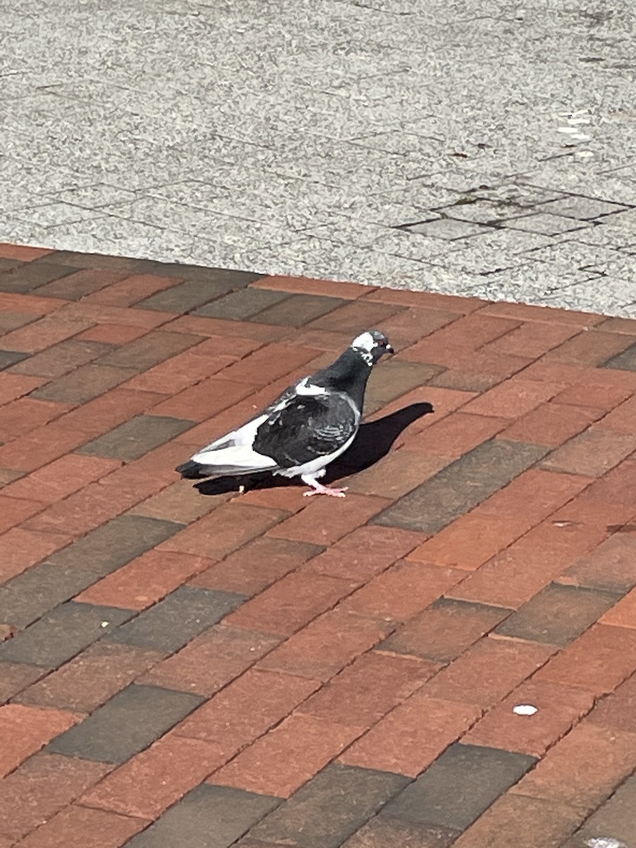 Rock Pigeon (Feral Pigeon) - ML509008621