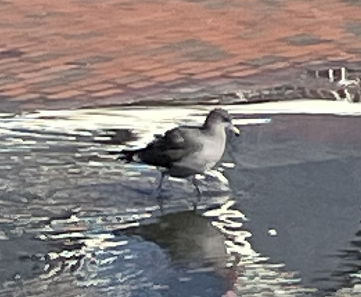 Heermann's Gull - ML509008661