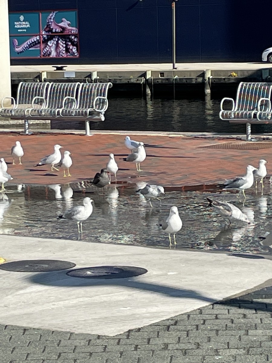 Heermann's Gull - ML509008671