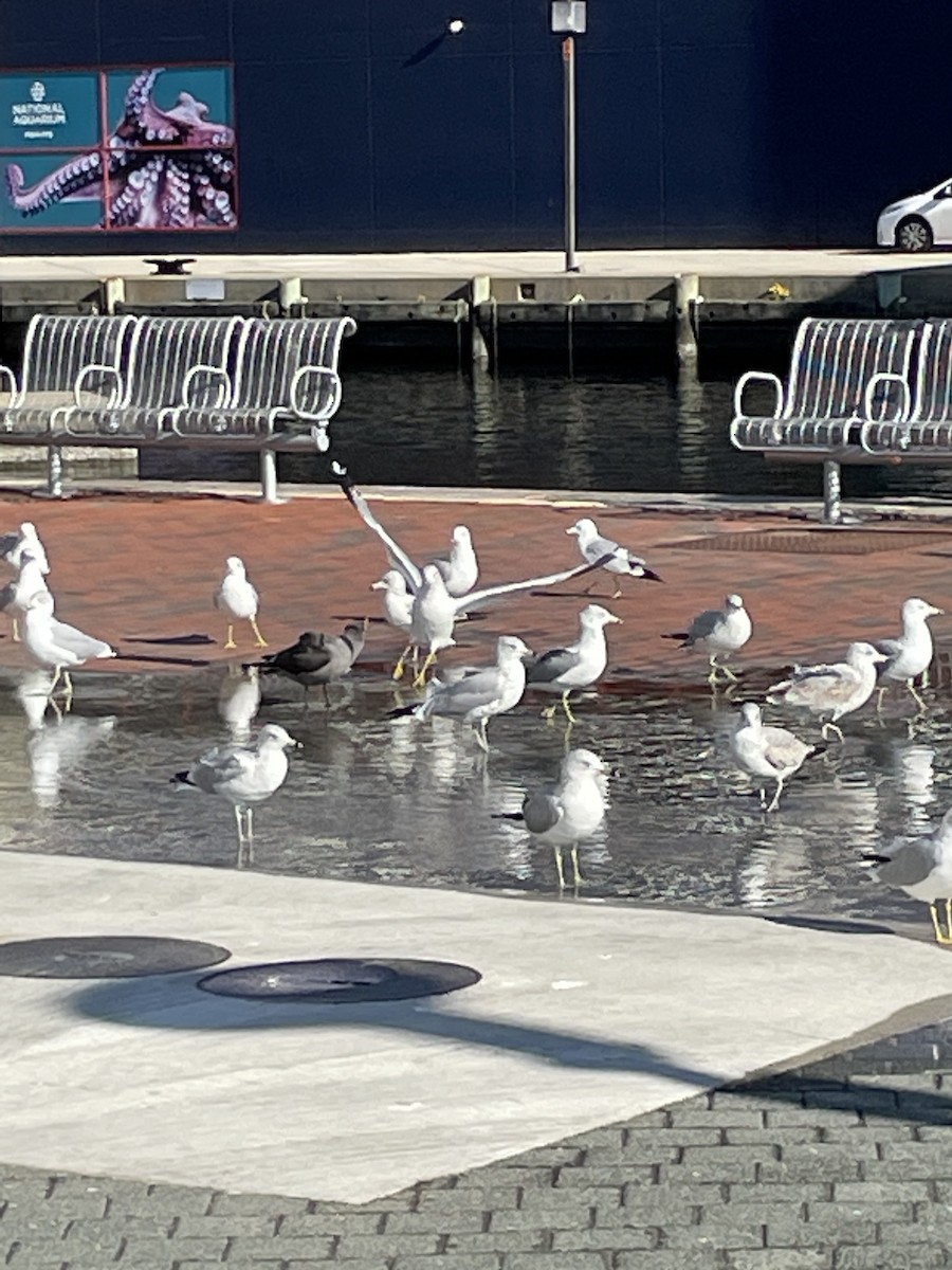 Heermann's Gull - ML509008681