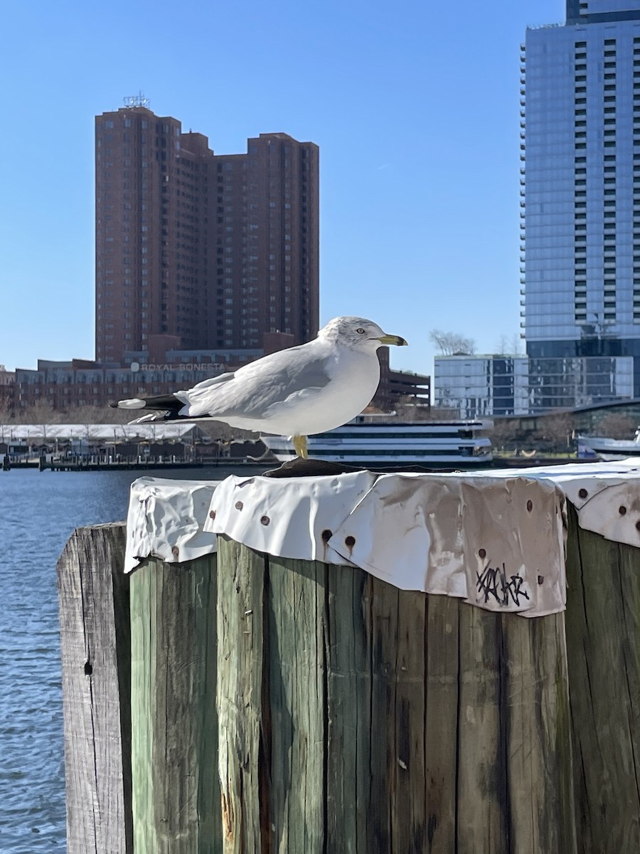 Ring-billed Gull - ML509008751