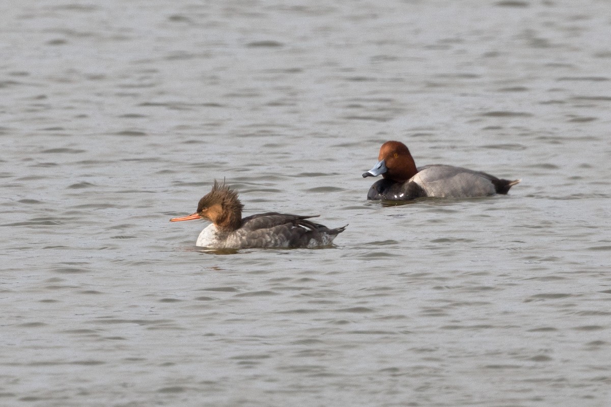 Red-breasted Merganser - ML50900901