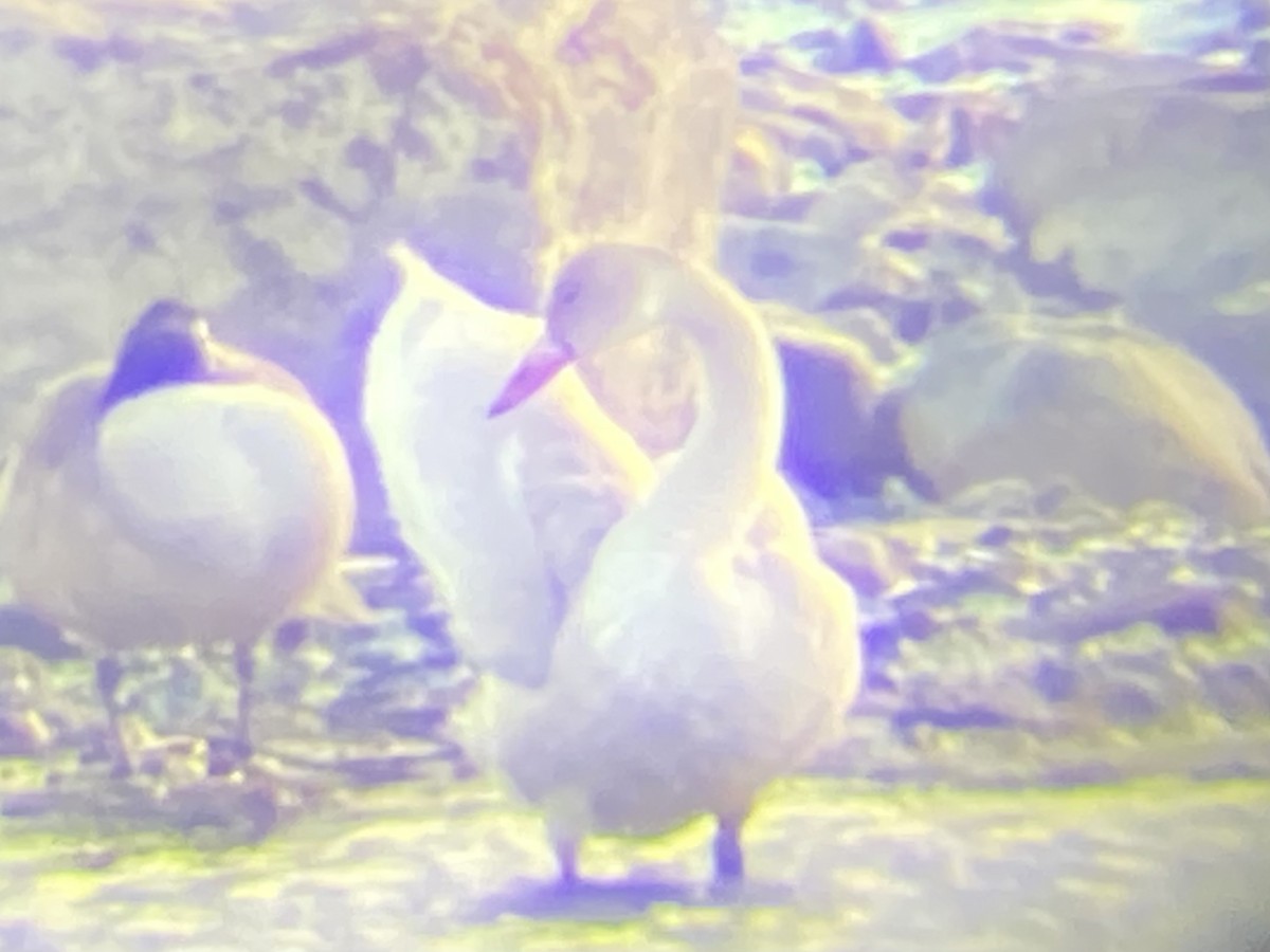 Tundra Swan - Andy Plimer