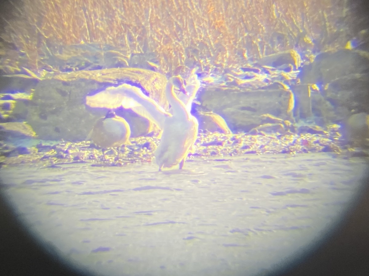 Tundra Swan - ML509009061