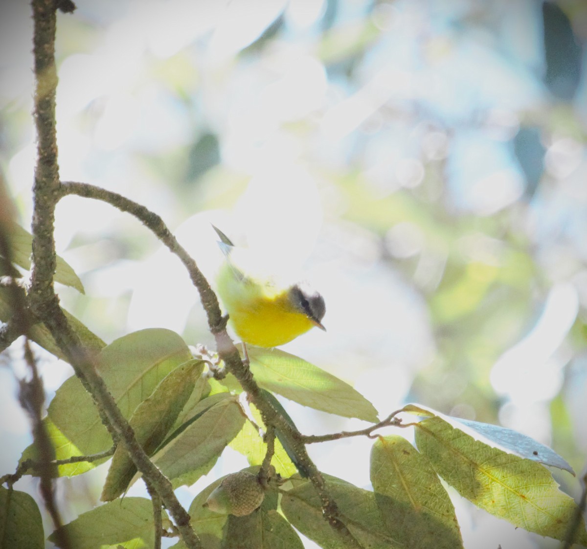 Gray-hooded Warbler - ML509010031