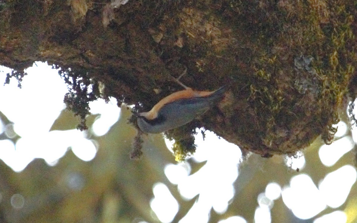 White-tailed Nuthatch - ML509010381