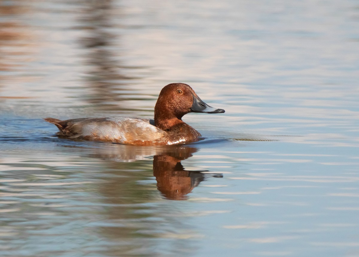 Common Pochard - ML509013351