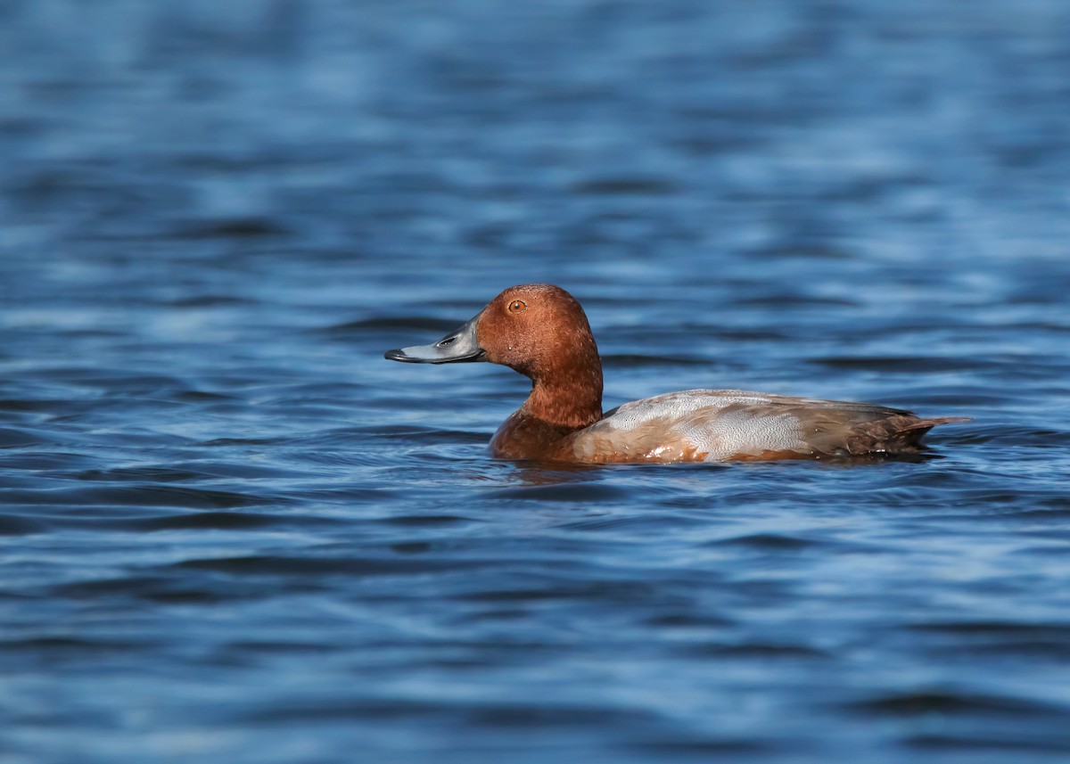 Common Pochard - ML509013371