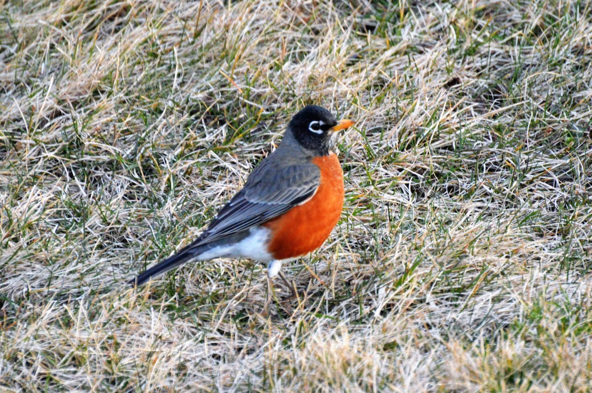 American Robin - ML50901391