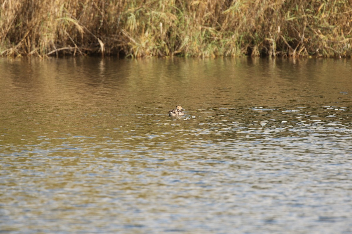 Northern Pintail - ML509014401