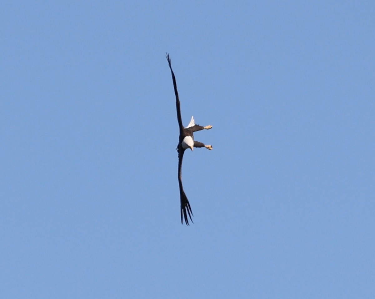 Bald Eagle - ML509014671