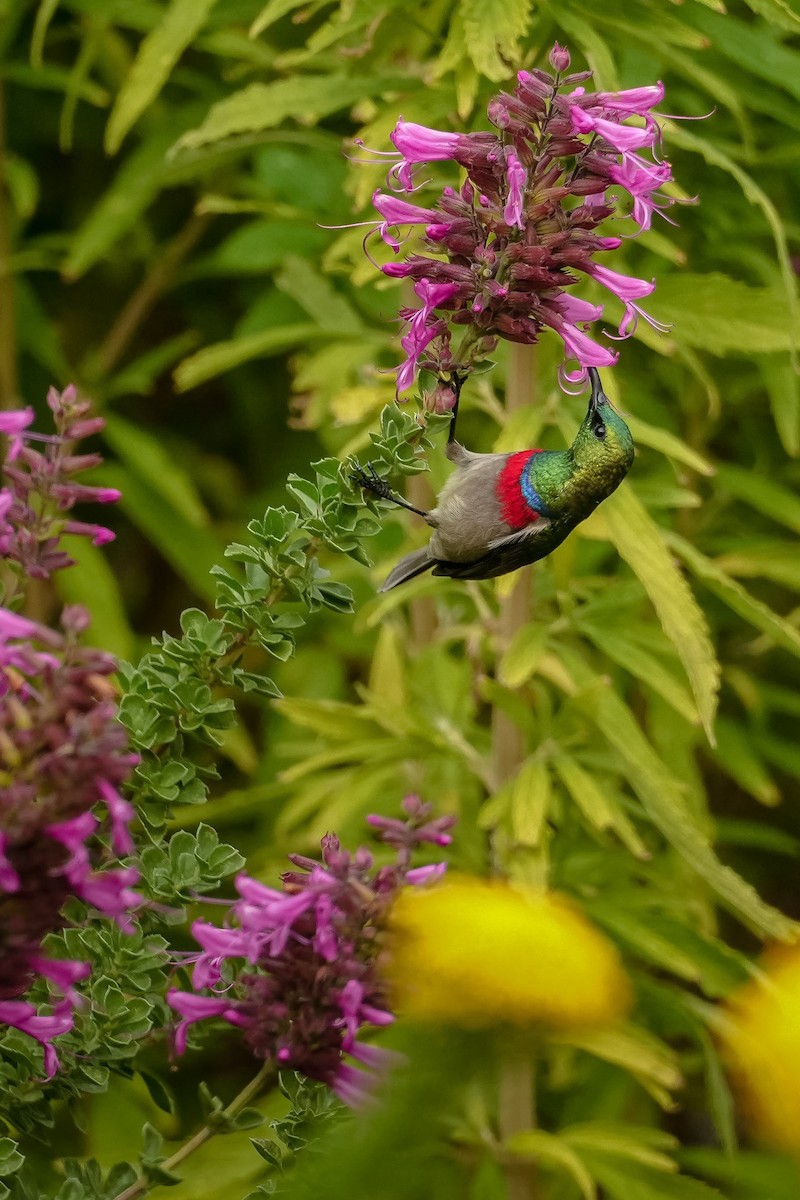 Southern Double-collared Sunbird - ML509015261