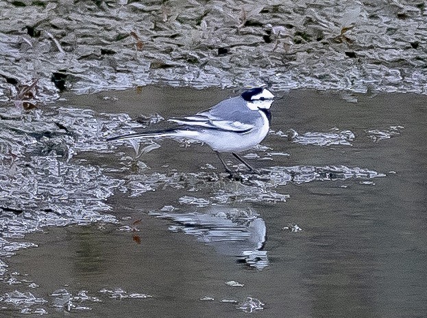 White Wagtail - ML509015501