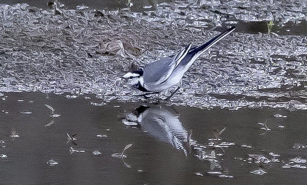 White Wagtail - ML509015511