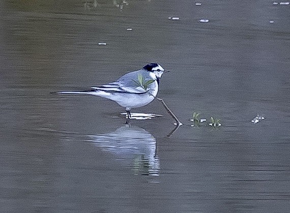 White Wagtail - ML509015521
