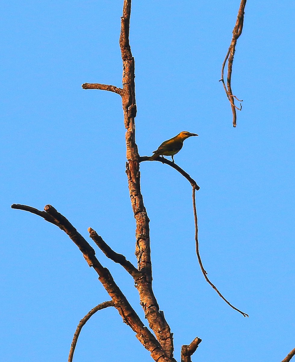 Indian Golden Oriole - ML50901581