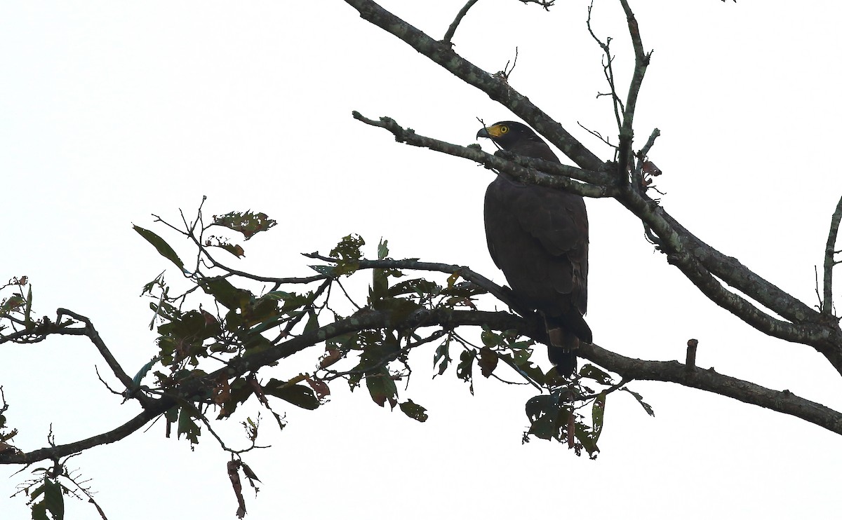 Crested Serpent-Eagle - ML50901701