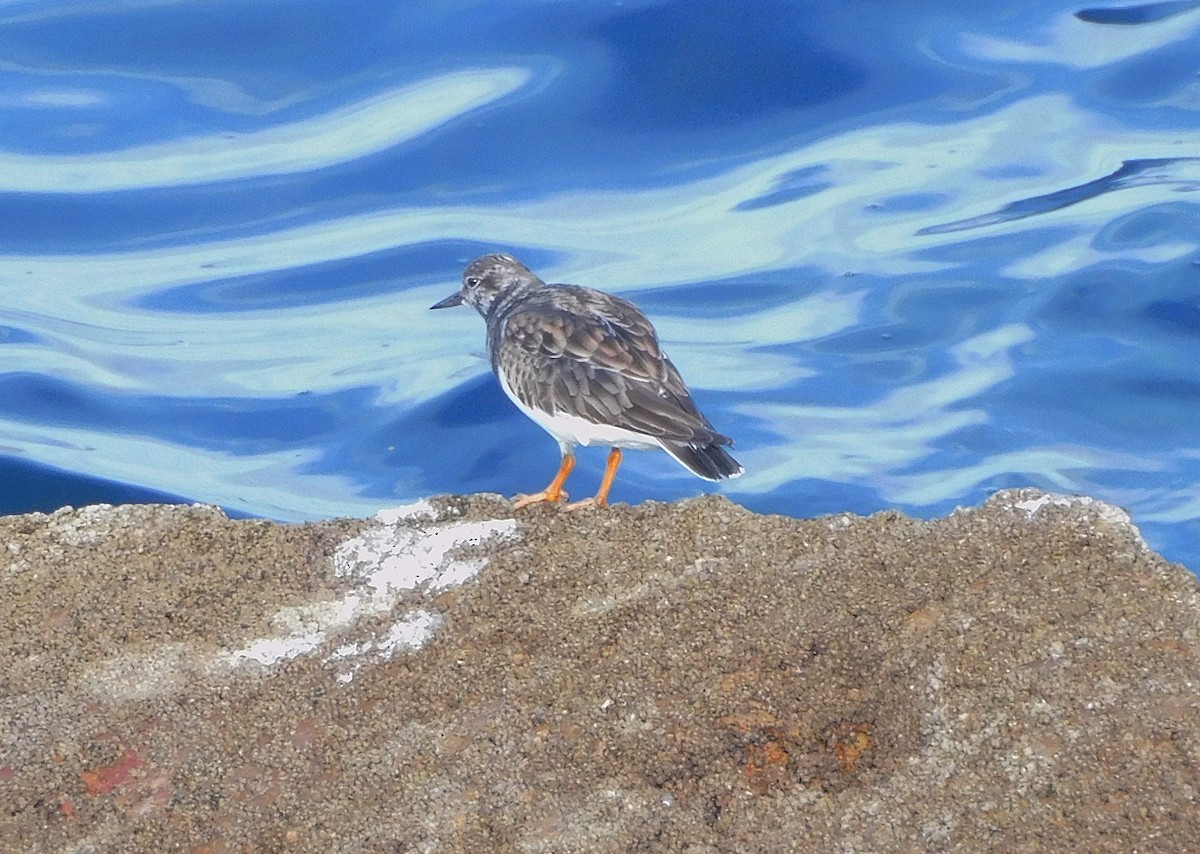 Ruddy Turnstone - ML509017511