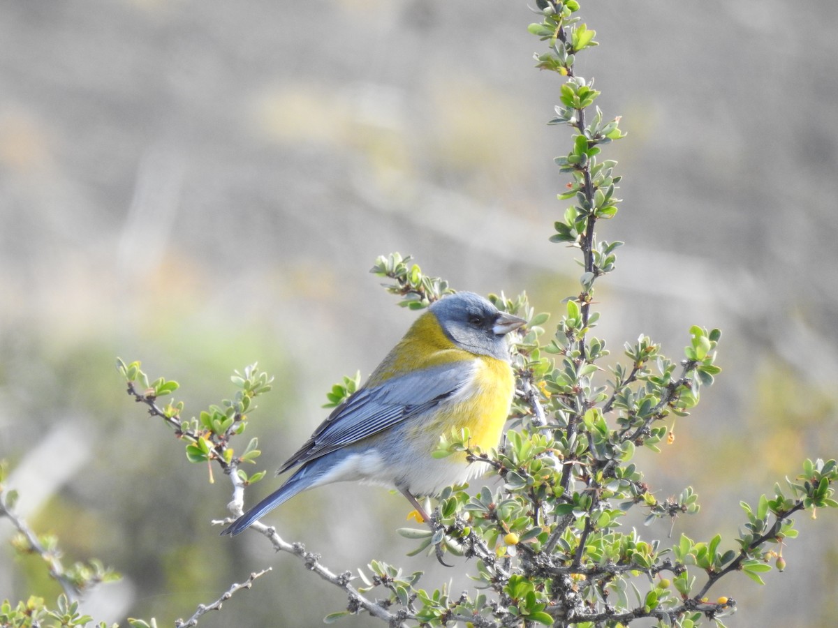 Gray-hooded Sierra Finch - ML509017581