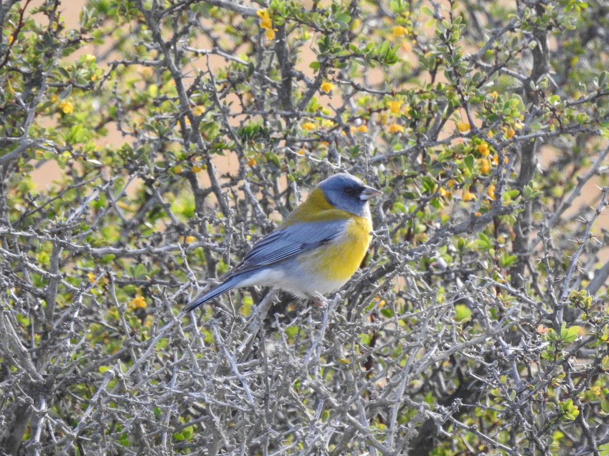 Gray-hooded Sierra Finch - ML509017591