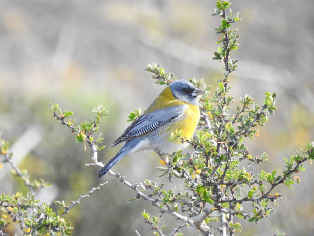 Gray-hooded Sierra Finch - ML509017601