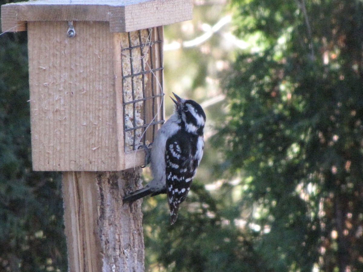 Downy Woodpecker - ML50901791