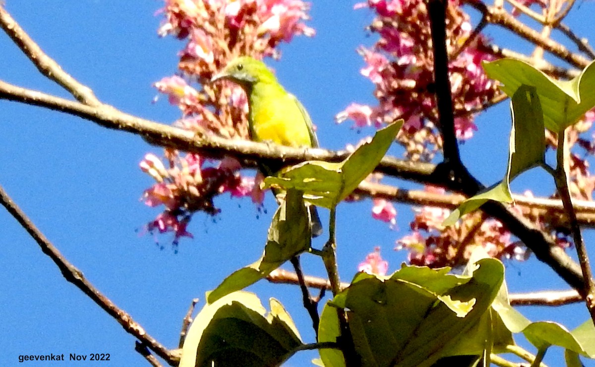 Orange-bellied Leafbird - ML509017961