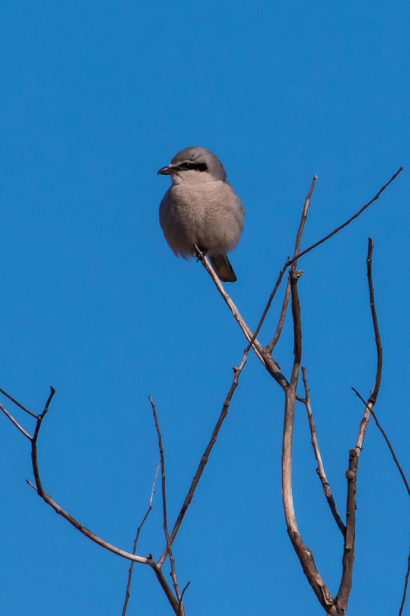 Alcaudón Boreal - ML50901831